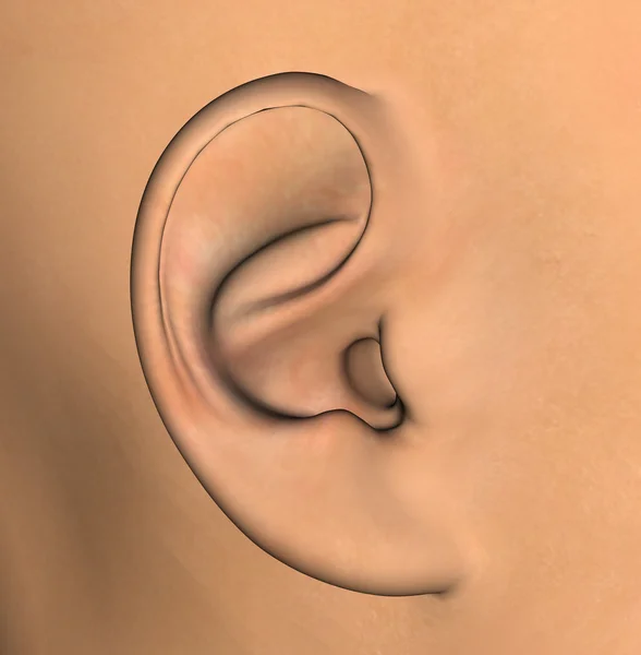 Menselijk oor illustratie — Stockfoto