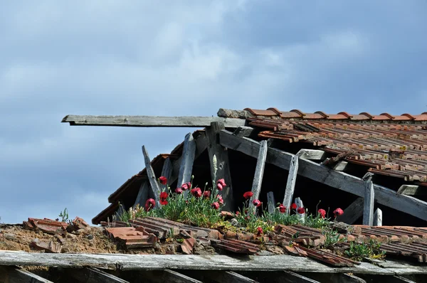 Červené květy na střeše opuštěného domu — Stock fotografie