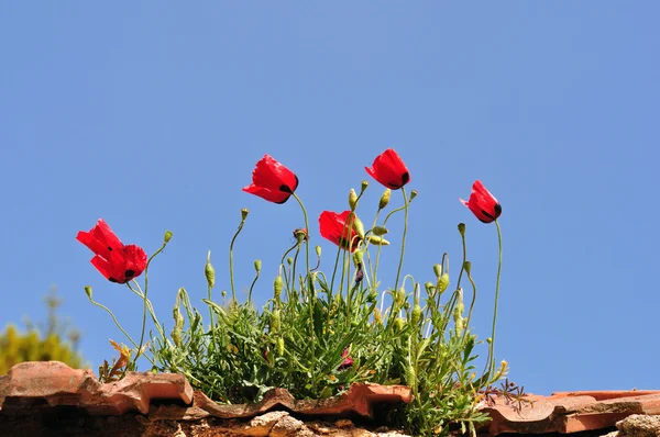 Poppy bloemen op dak — Stockfoto