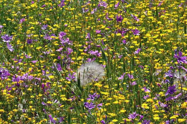 İlkbaharda kır çiçeği tarlası — Stok fotoğraf
