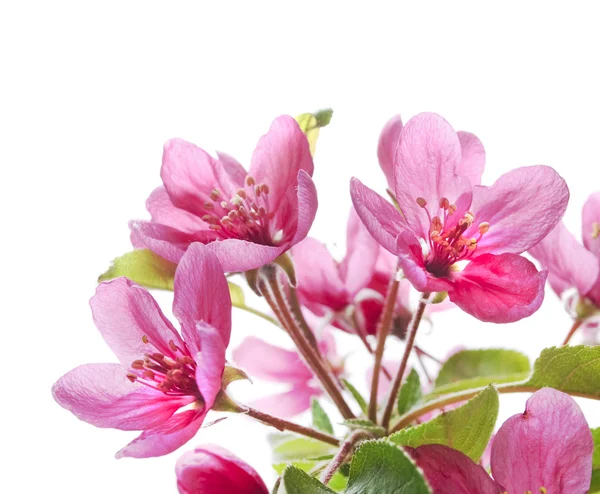 Blüten — Stockfoto