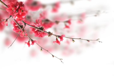 Cherry Blossoms clipart