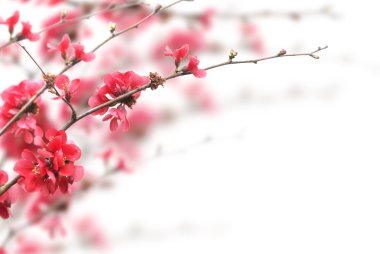 Cherry Blossoms clipart