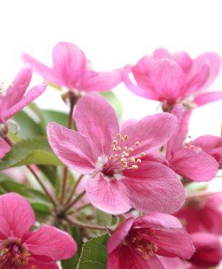 Pink flowers clipart