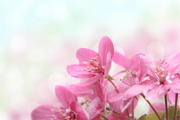 Kiraz Çiçekleri — Stok fotoğraf