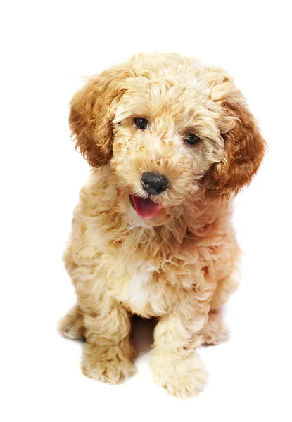 Cachorro poodle — Fotografia de Stock