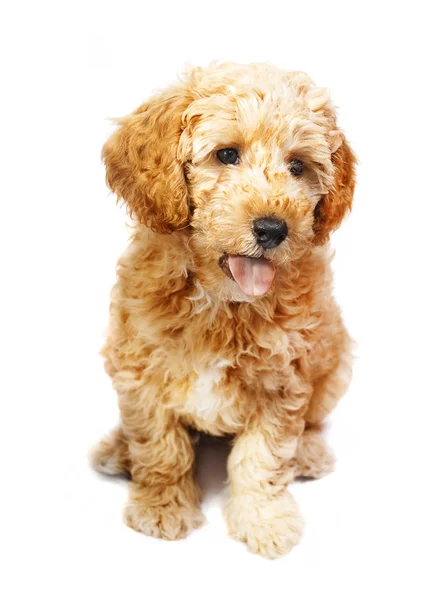 stock image Puppy poodle