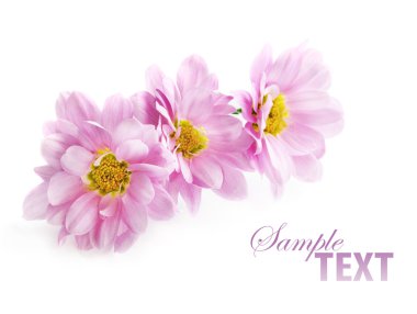 Pink flowers clipart