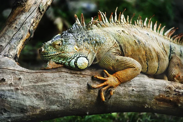 stock image Iguana