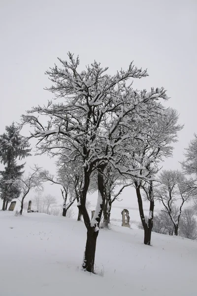 stock image Winter trees on snow in Romania