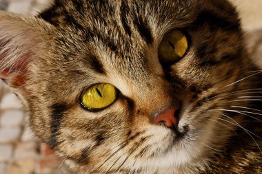 yakın çekim portre sarı gözlü kedi