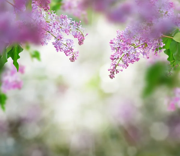 Branches de lilas — Photo