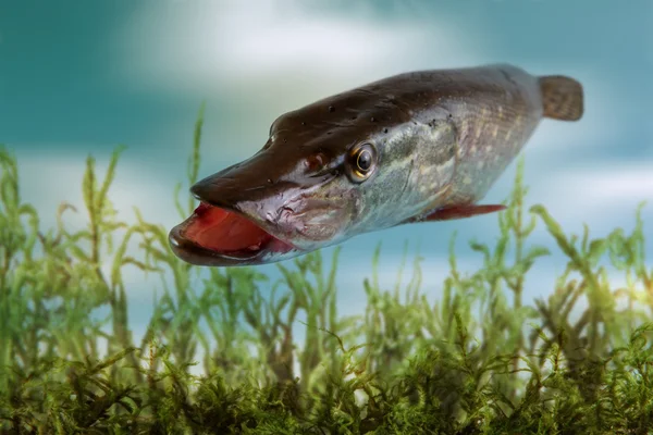 Pesce luccio — Foto Stock