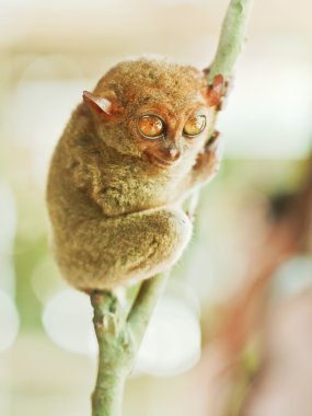 Phillipine tarsier clipart