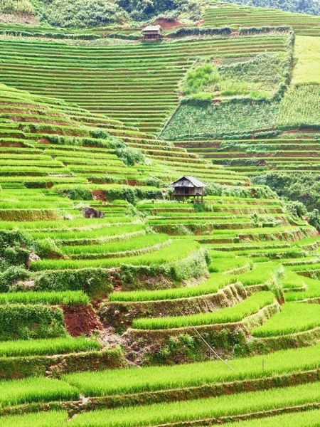 Campos de arroz Paddy — Fotografia de Stock