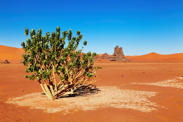 Deserto del Sahara, Algeria — Foto Stock