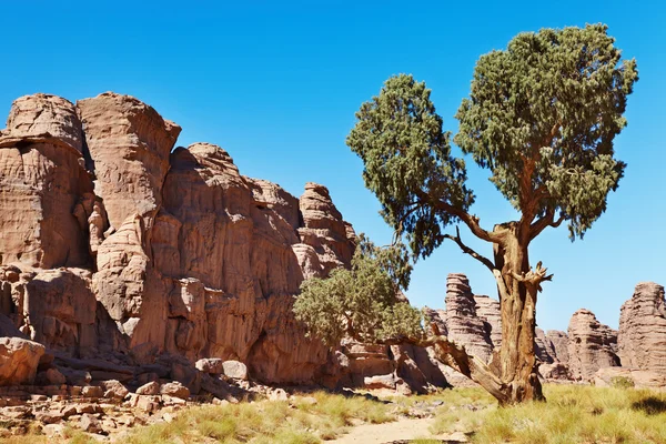 撒哈拉柏树，塔西里岩画阿尔及利亚 — 图库照片