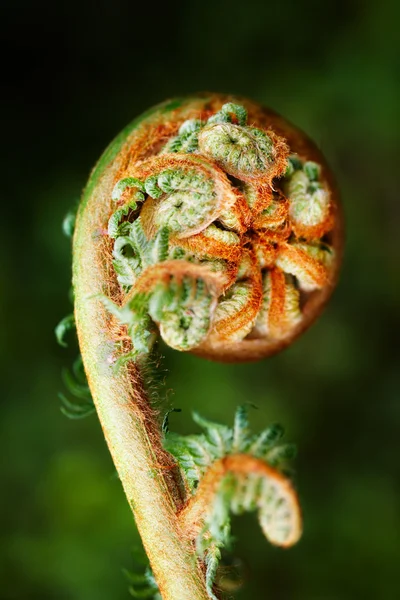 Reda fern ormbunksblad — Stockfoto