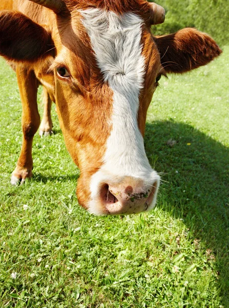 Krowa zbliżenie — Zdjęcie stockowe