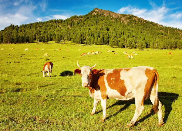 Vacas em pastoreio — Fotografia de Stock