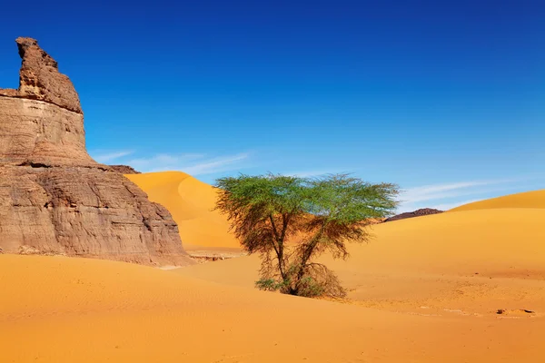 Pustyni Sahara, Algieria — Zdjęcie stockowe