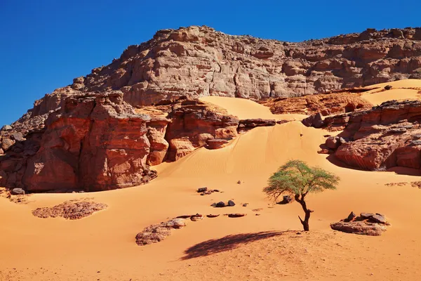 Deserto do Saara, Argélia — Fotografia de Stock