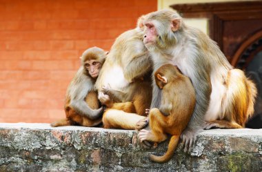 Monkey's family in hindu temple clipart