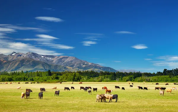Otlayan ineklerle manzara — Stok fotoğraf