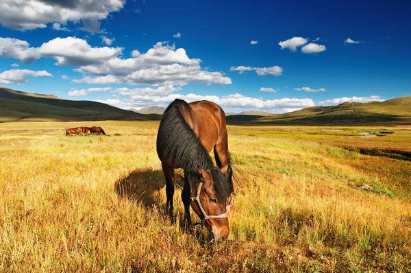 Пасущаяся лошадь — стоковое фото