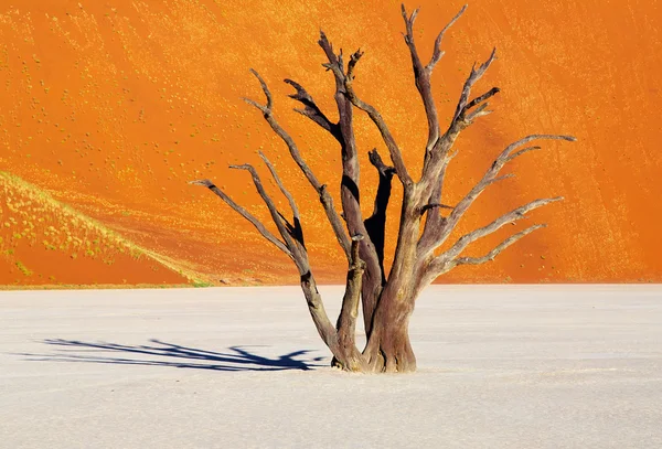 Mrtvý strom, Namibská poušť, Namibie — Stock fotografie