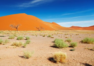 Namib Desert clipart