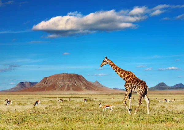 Afrikaanse safari — Stockfoto