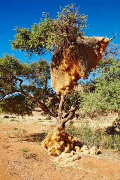 Baum mit großem Nest der Webervogelkolonie — Stockfoto