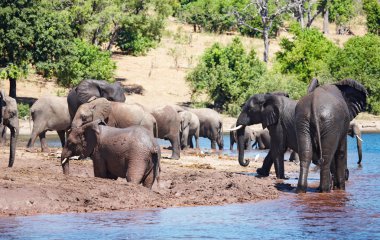 Herd of elephants clipart