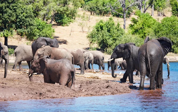 Herd van olifanten — Stockfoto