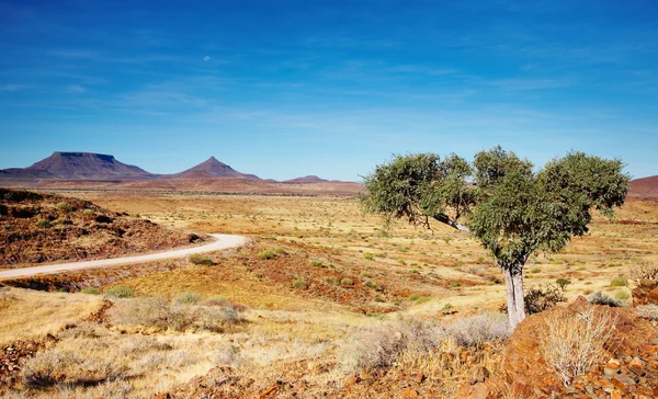 Пустыня Калахари — стоковое фото