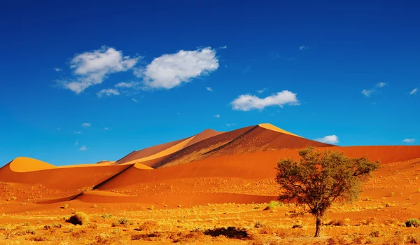 Namib Desert — Stock Photo, Image