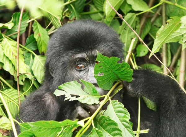 stock image Eastern mountain gorilla