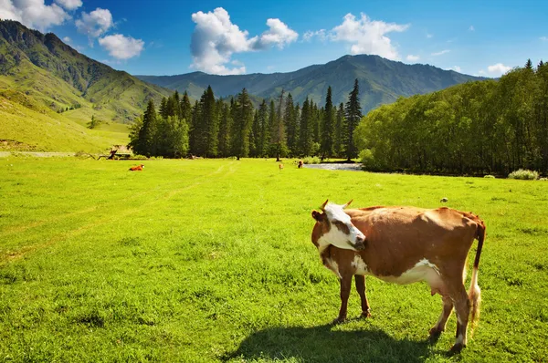 Legeltetett tehén — Stock Fotó