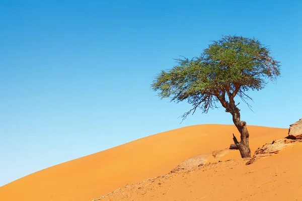 Albero nel deserto del Sahara — Foto Stock