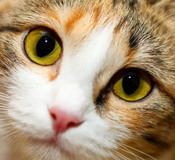 Cat eyes — Stock Photo, Image