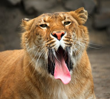 Yawning liger. clipart