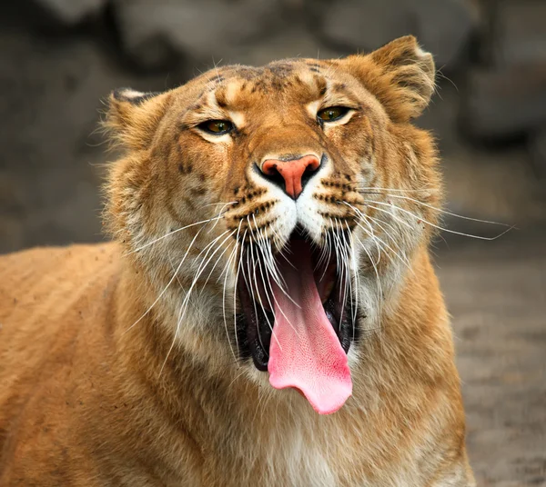 Yawning liger. — Stock Photo, Image