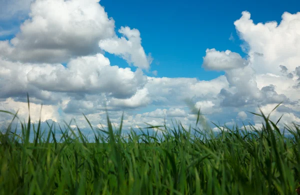 stock image Fresh grass on meadow.