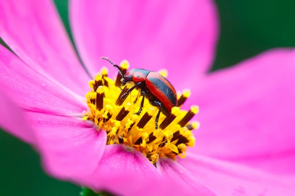 Roter und schwarzer Käfer. — Stockfoto
