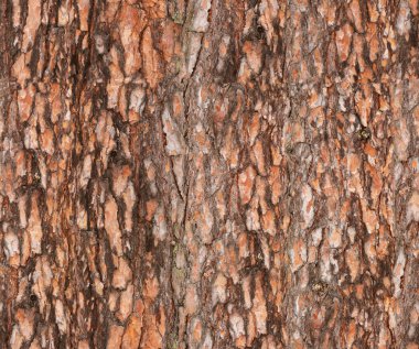 Pine's bark texture clipart