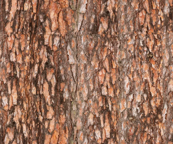 Textura de casca de pinheiro — Fotografia de Stock