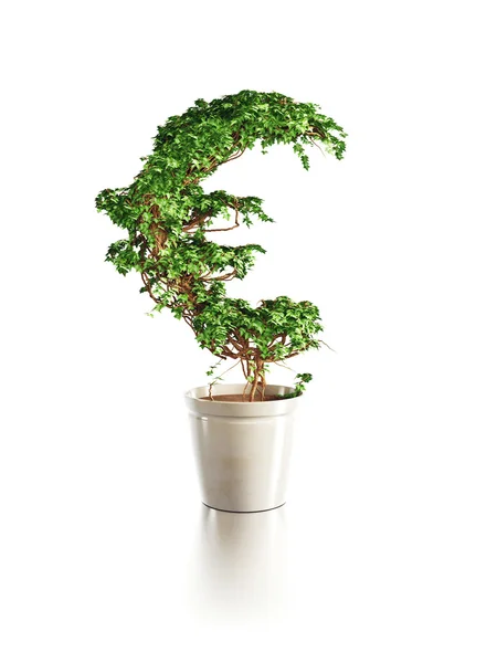 Зростаюче дерево євро — стокове фото