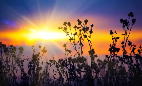 秋天日落时枯萎的仙鹤草 — 图库照片