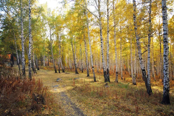 Autumn birch trees forest — Stock Photo, Image